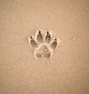 Fundraising Page: Beachside Paws ~ by Leanna